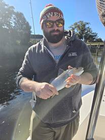 Redfish and black drum