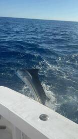 Sailfish continue to be the Catch of the