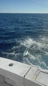 Quepos Report Photo 2