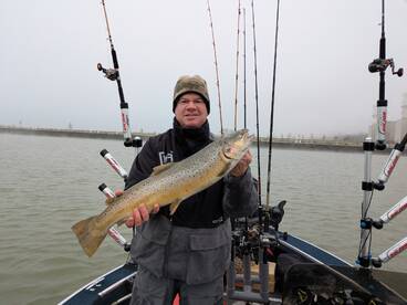 New Year Brown Trout Action