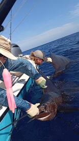 Herradura Report Photo 1