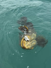 Islamorada Report Photo 2