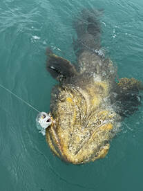 GOLIATH GROUPER! 
