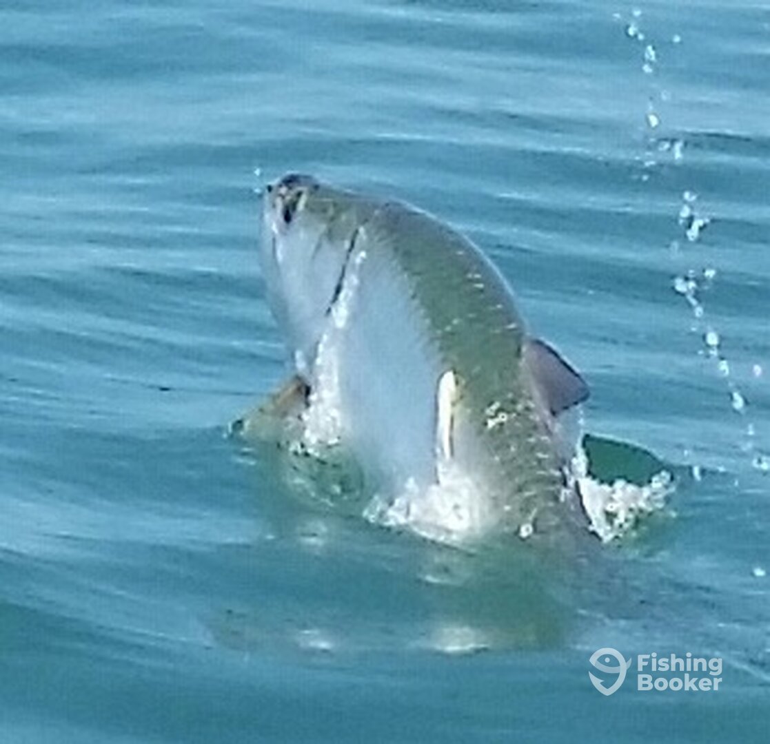TARPON