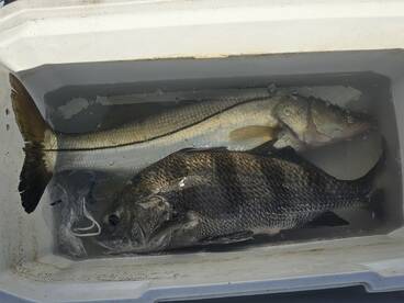 New Smyrna Beach Report Photo 2