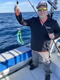 Green Wrasse