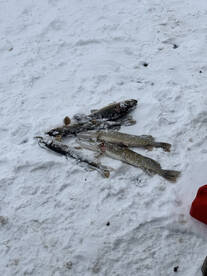 Rhinelander Report Photo 1