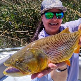 There are still many Golden dorados!
