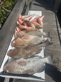 Full day Winter grouper and snapper 