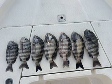 Sheepshead smack down