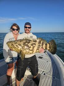 Key west Goliath grouper 