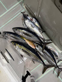 Afternoon blackfin tuna trip