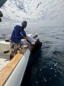 Went 4-6 on sail fish