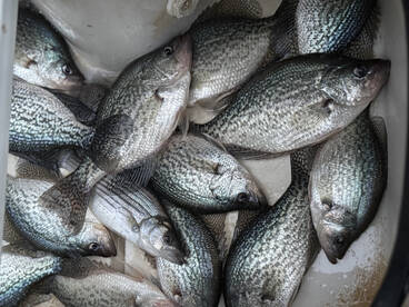 Crappies staging and moving