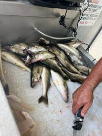 Snake River Report Photo 1