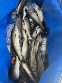 Spring walleye-Discounts