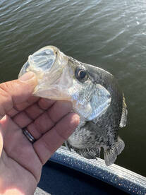 Winter Haven Report Photo 1