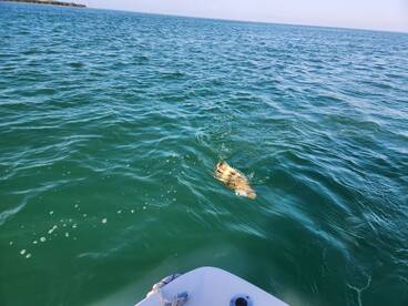 Released grouper. Fun days 