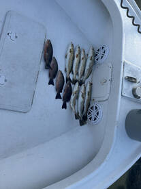 Choose local captains!