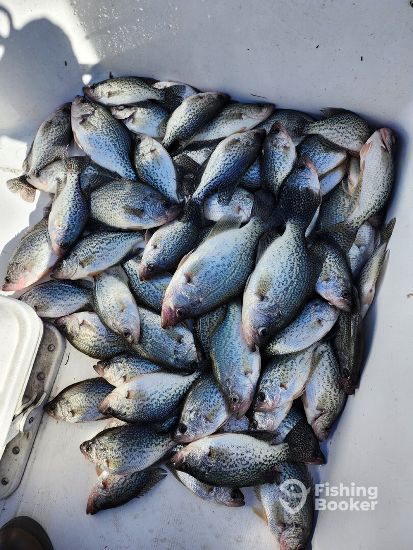 60 SLAB CRAPPIE 2/3/25
