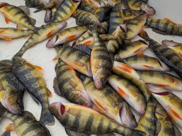 Yellow Perch Run in ON !