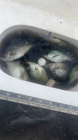 Clewiston Report Photo 2
