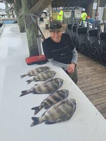 The sheepshead bite is on fire.