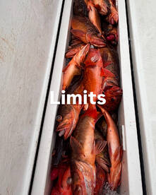 Limits of Rockfish all winter long!