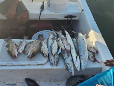 Great day of meat hunting