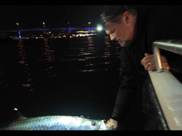 Tarpon fishing the shrimp run in miami a