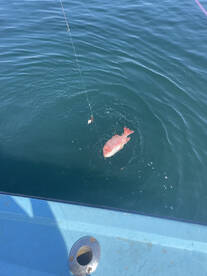 Darien Report Photo 2