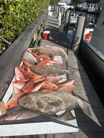 Grouper and snapper fishing 