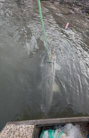 Massive 6’9 alligator gar landed during 