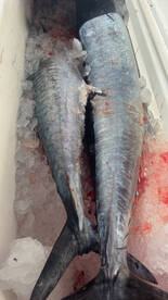 Big Pine Key Report Photo 1