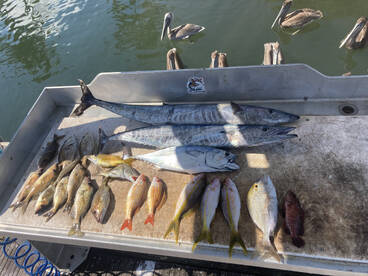 Full Moon Wahoo Bite