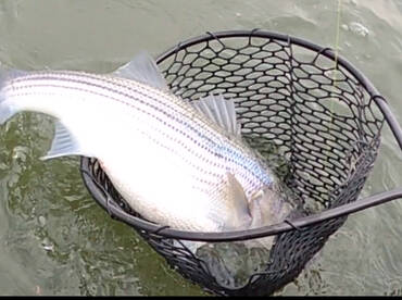 Atlanta Report Photo 2