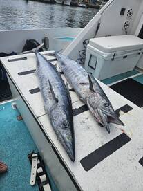 Haleiwa Report Photo 2