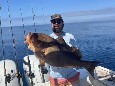 Super Bowl Sized Red Grouper Chewing age