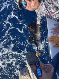 Sailfish release