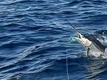 Ambition Report 11th.February’25