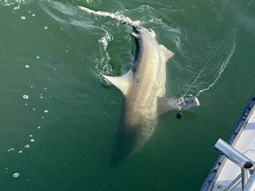 Nags Head Report Photo 1