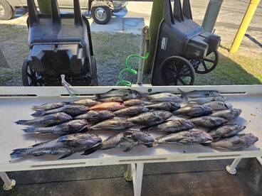 Jacksonville Report Photo 2