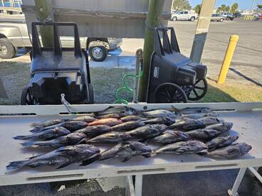 Big black seabass