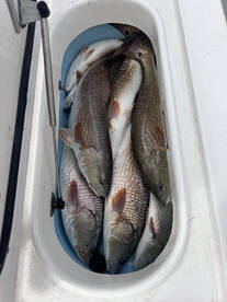 Lake Charles Report Photo 1