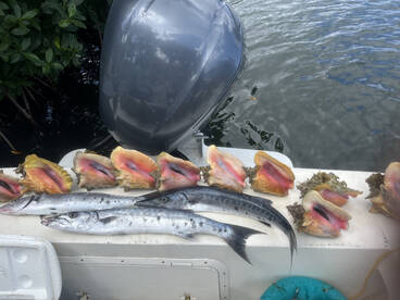 Conch an Barracuda