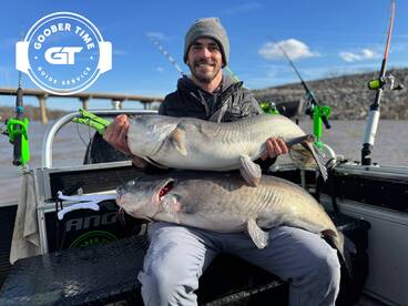 Catfish huge catfish in raging waters