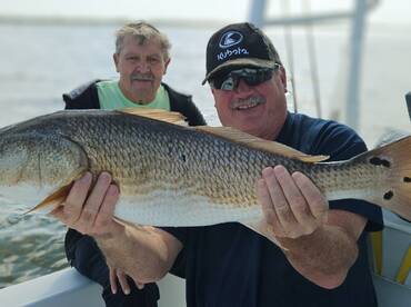 Redfish, Black Drum, Sheepshead