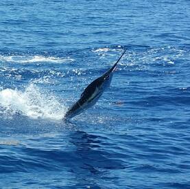 Summer Mahi and Marlin