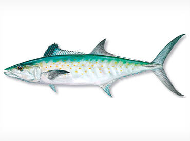 The Spanish mackerel are showing up 3 to