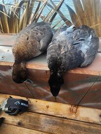 The ends of duck season